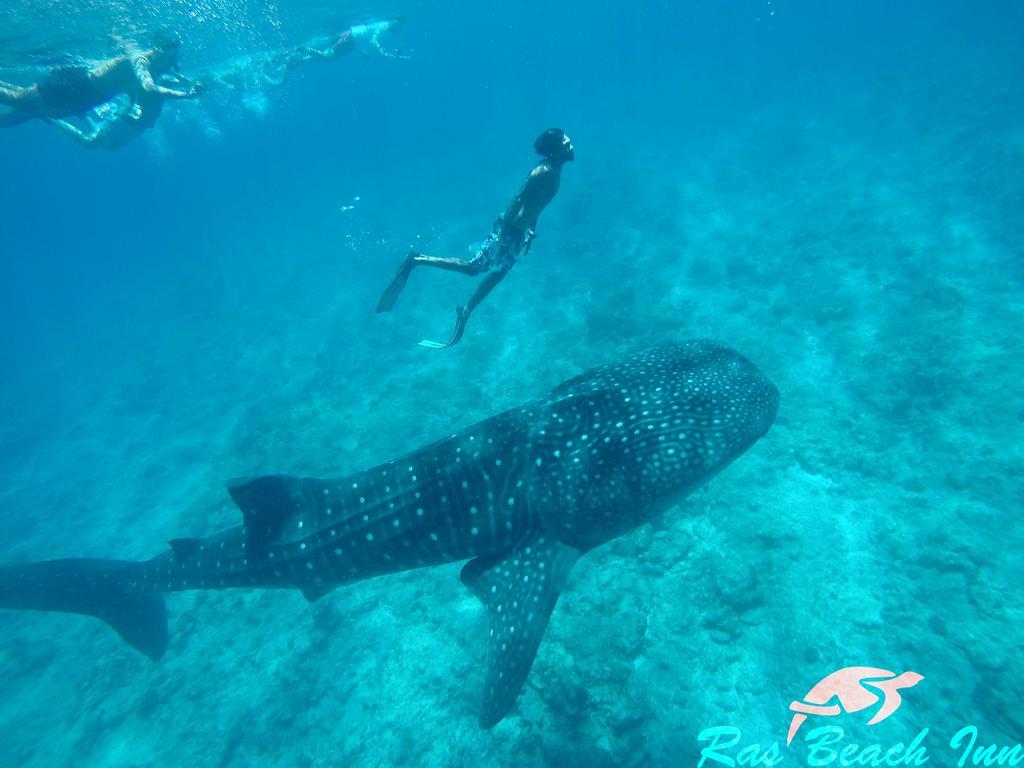 Rasdhoo Ras Beach Inn מראה חיצוני תמונה