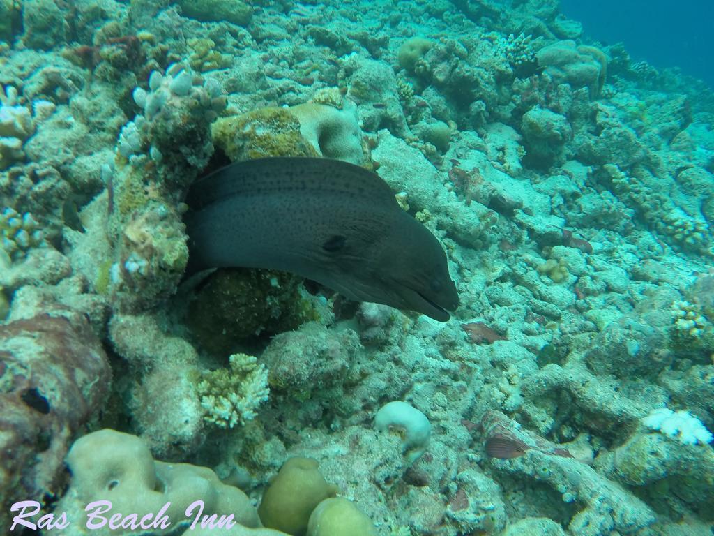 Rasdhoo Ras Beach Inn מראה חיצוני תמונה